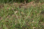 Hairy crabgrass